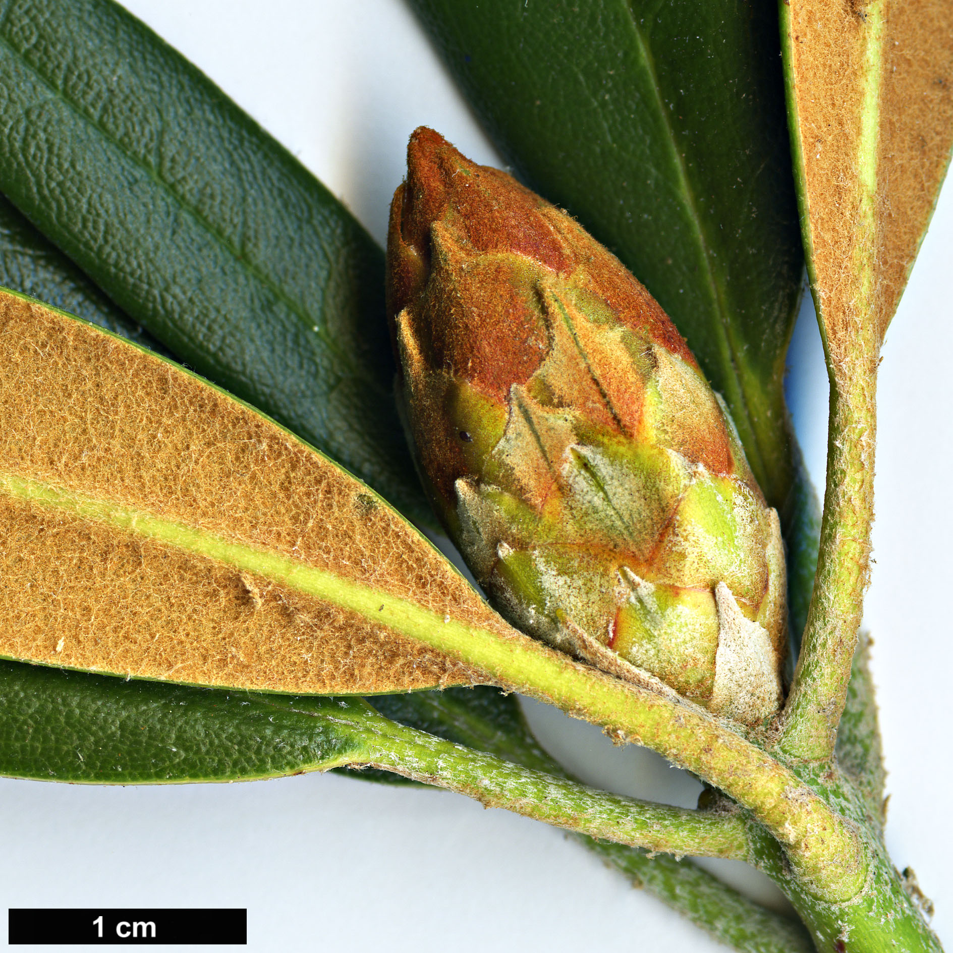 High resolution image: Family: Ericaceae - Genus: Rhododendron - Taxon: degronianum - SpeciesSub: subsp. degronianum